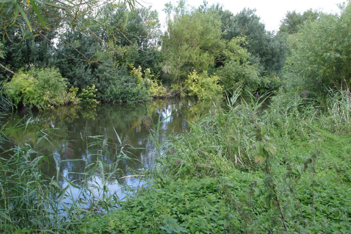 Spinney – Barnet and District Angling Club